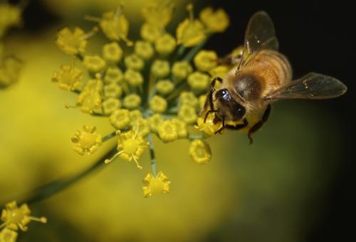 A close up of a honey bee on a fennel